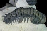 Crotalocephalina & Reedops Trilobite Association #165928-4